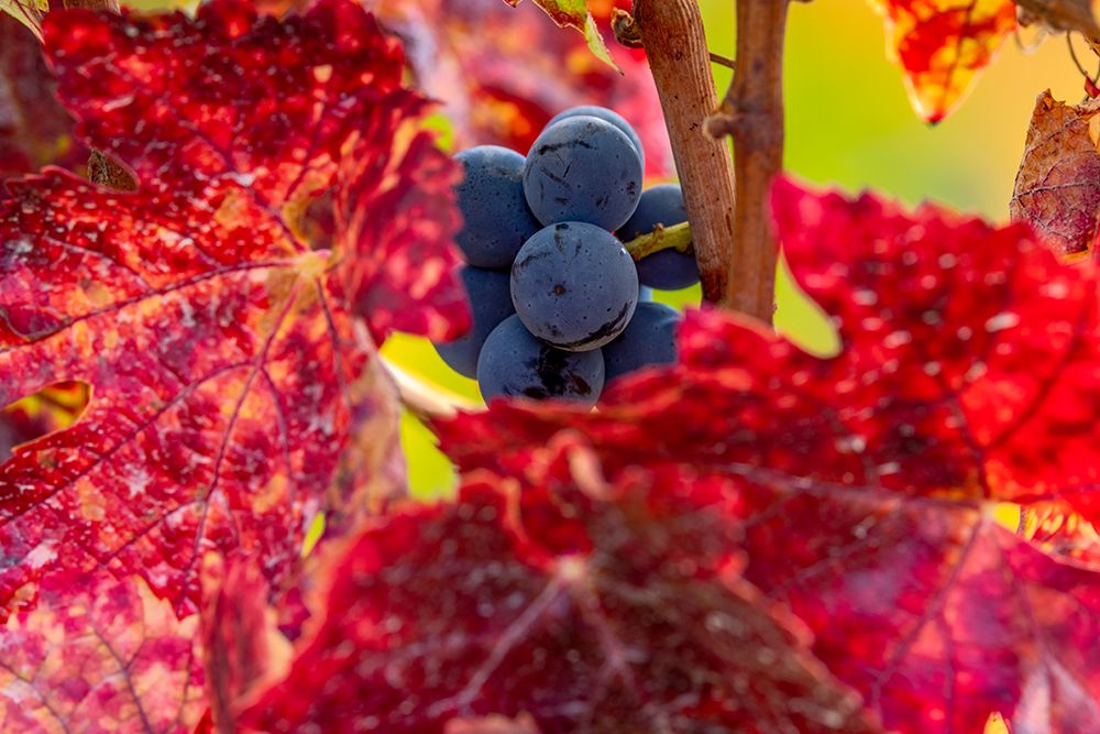 Mature pinot noir grapes on the vine at Yamhill Valley Vineyards near McMinnville-Oregon-USA